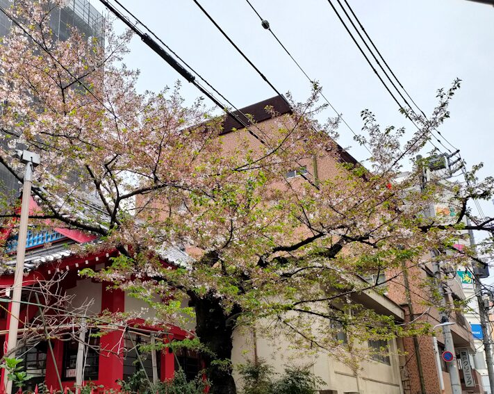 ピンクの桜も緑の葉桜が目立ってきた