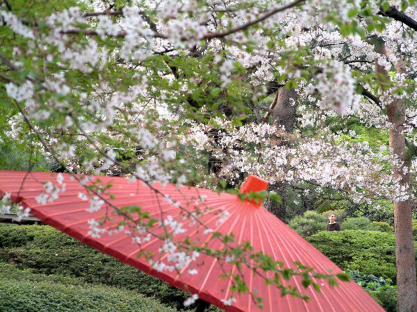 桜の時期のイメージ画
