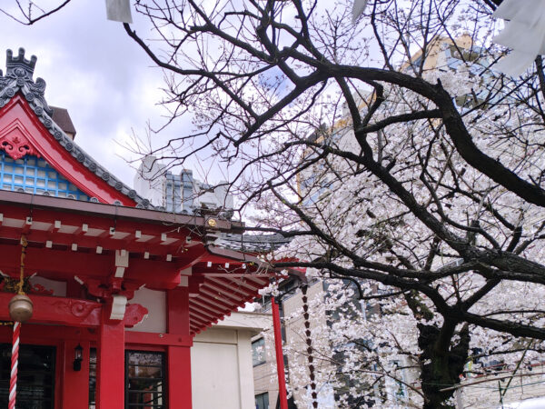 地元の神社「八幡様」の桜も満開