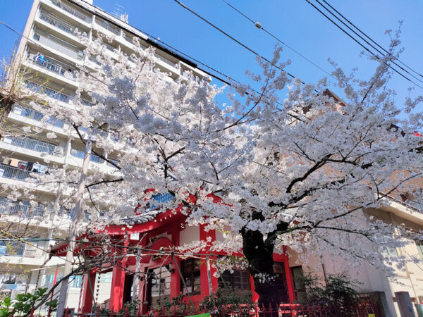 令和7年4月4日の八幡様の桜は満開