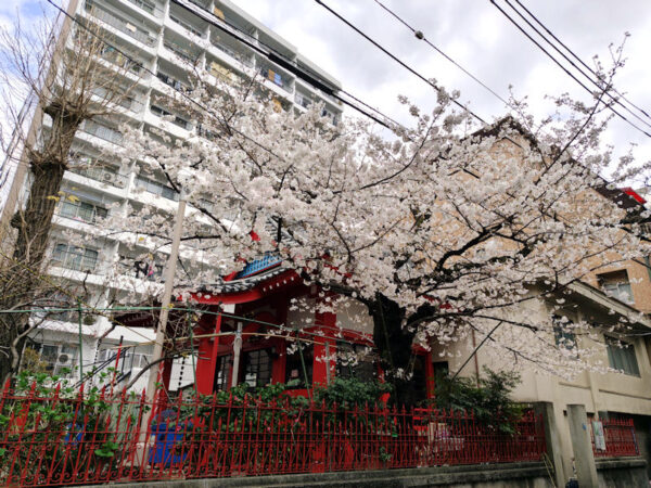 八幡様の桜咲く