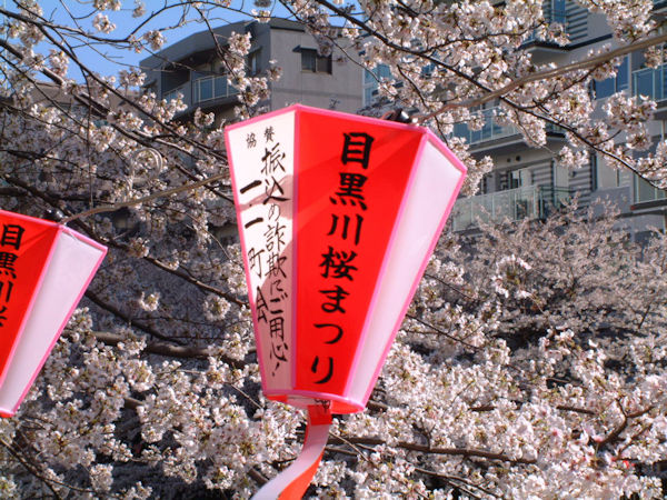 2008年4月目黒川の桜まつり
