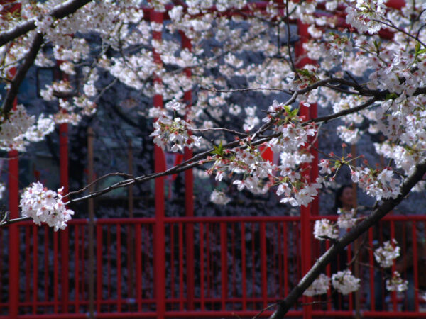 目黒川の桜まつり2008