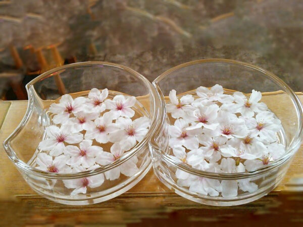 舞い落ちてきた桜の花びら