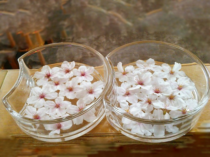 舞い落ちてきた桜の花びら