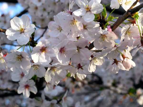 以前深川散歩で撮ったさくら01