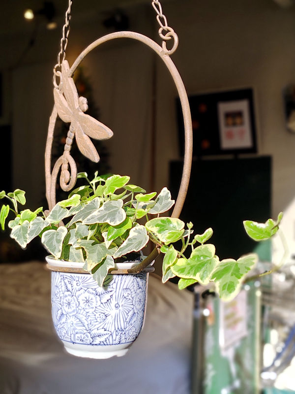 店先に吊るしたツタの鉢