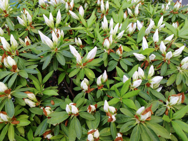 きっとツツジだと思う