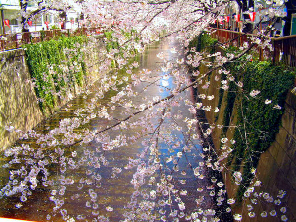 目黒川の桜