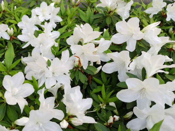 真っ白い花が咲き、ほのかにピンク色の花もある